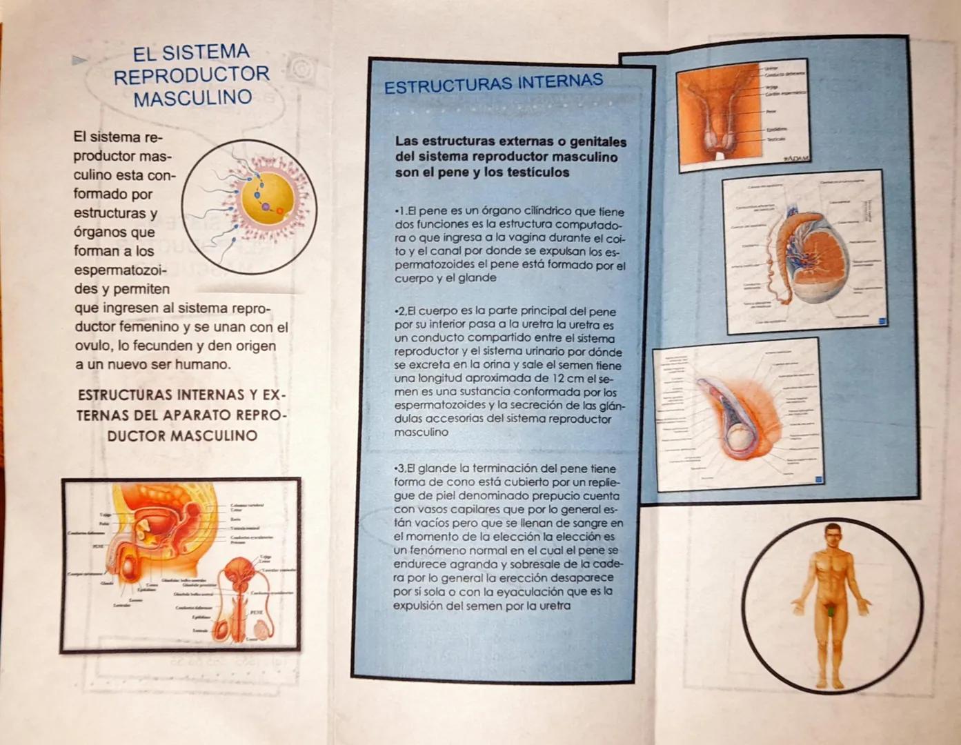 EL SISTEMA REPRODUCTOR
DEL SER HUMANO
EL SISTEMA
REPRODUCTOR
MASCULINO
Aparato reproductor masculino
egno
eiga
Cond
deter
Ostata
ula de
pe