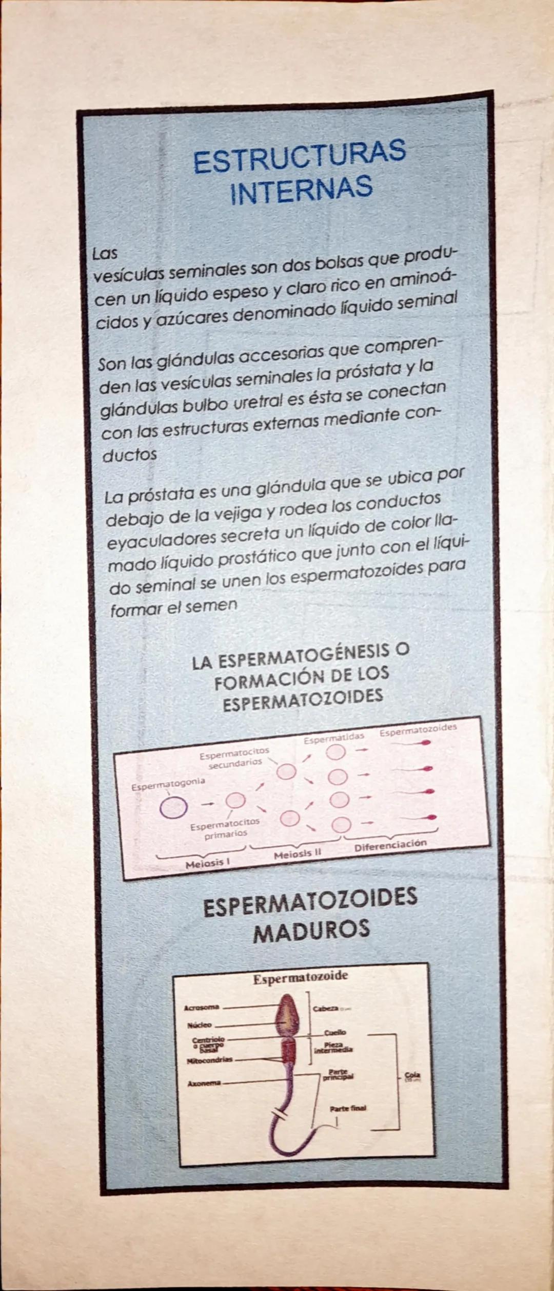EL SISTEMA REPRODUCTOR
DEL SER HUMANO
EL SISTEMA
REPRODUCTOR
MASCULINO
Aparato reproductor masculino
egno
eiga
Cond
deter
Ostata
ula de
pe