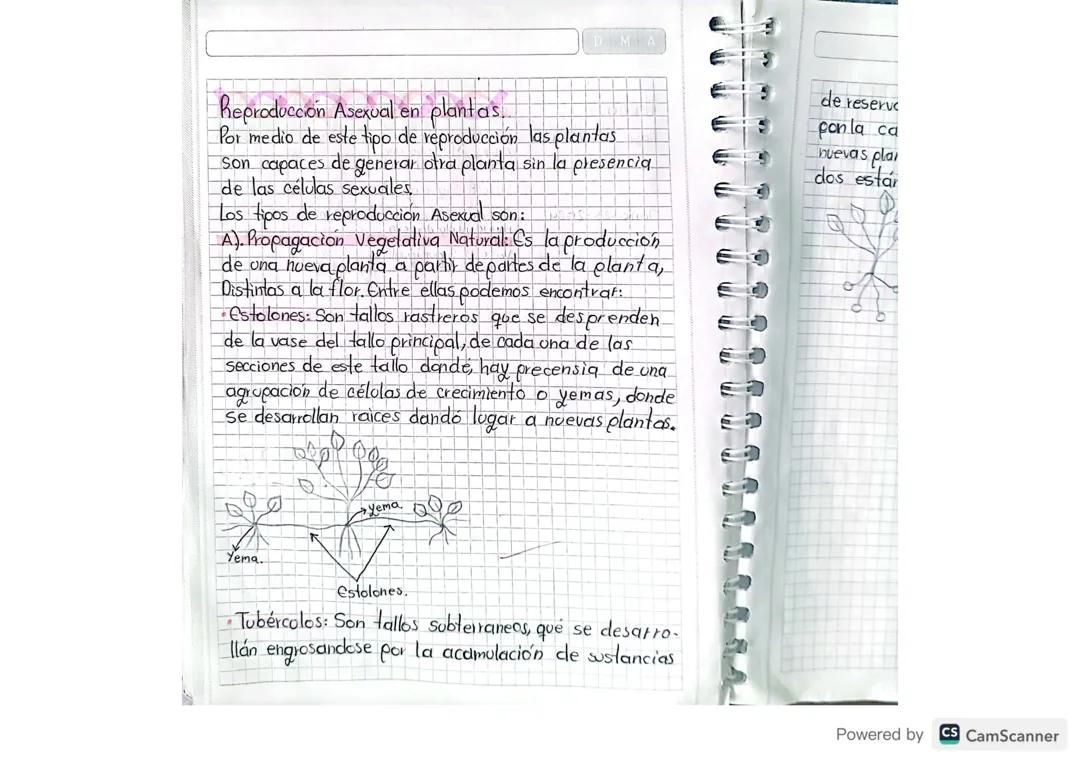 Reproduccion asexual en plantas