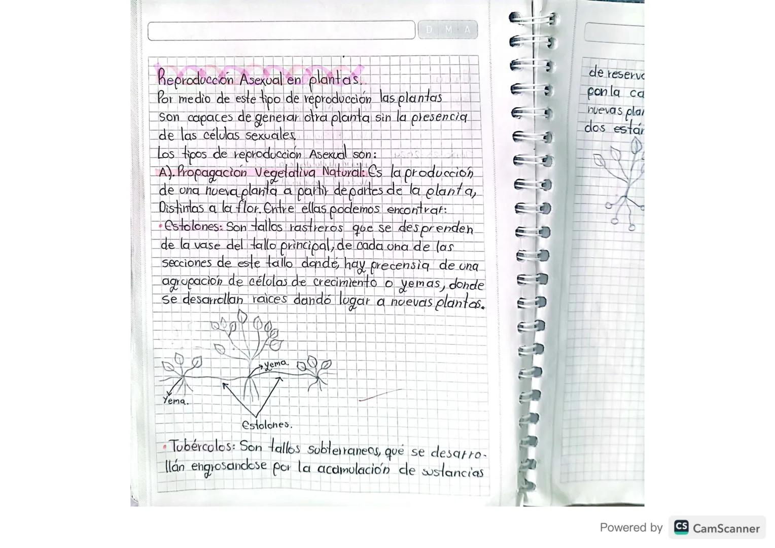 DMA
5
de reserve
ponla ca
huevas plai
dos estár
Reproducción Asexual en plantas.
Por medio de este tipo de reproducción las plantas
Son capa