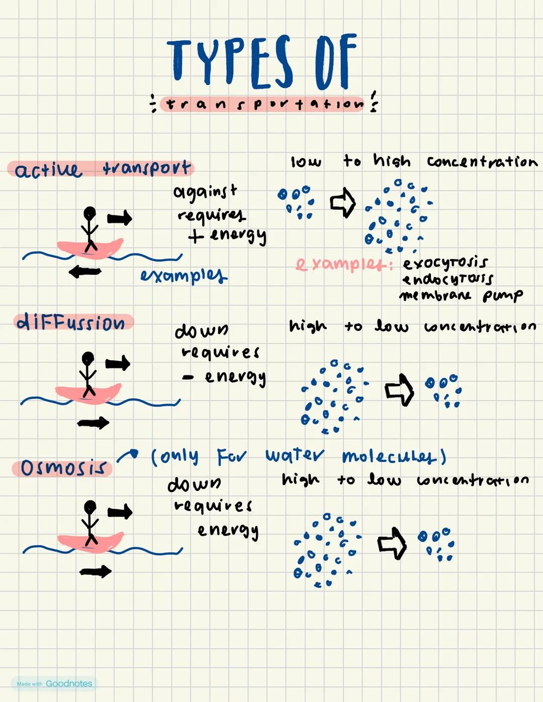 TYPES OF
tr
insportation's
active transport
against
requires
+ energy
examples
diffussion
down
requires
-
energy
Osmosis
Made with Goodnotes