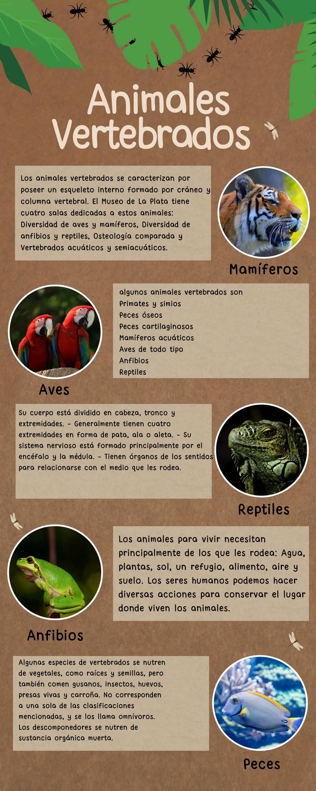 # Animales
Vertebrados
Los animales vertebrados se caracterizan por
poseer un esqueleto interno formado por cráneo y
columna vertebral. El