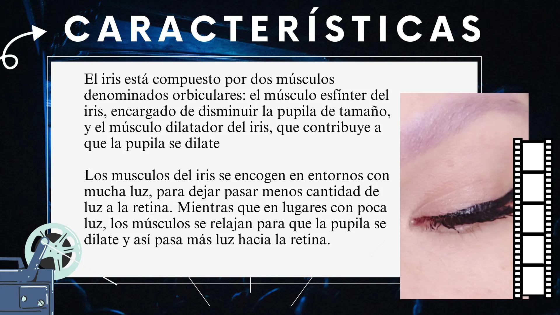 HOY PRESENTAMOS:
CARACTERISTICAS DEL OJO, IRIS Y RETINA
BY:
JAIME CORTES Y LINA ACERO
DOCENTE :ING.VICTOR ALFONSO MARTÍNEZ # ¡BIENVENIDOS