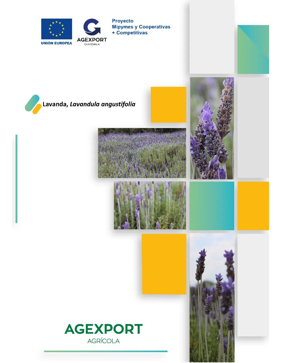 Lavanda
