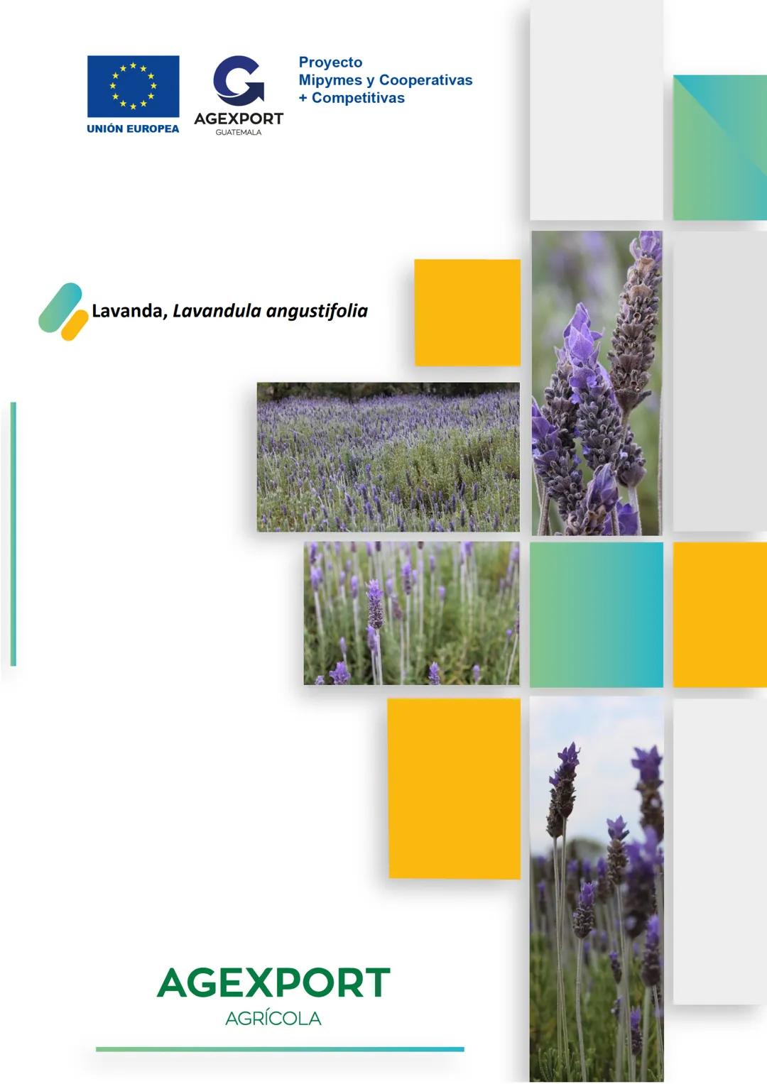 G
AGEXPORT
Proyecto
Mipymes y Cooperativas
+ Competitivas
UNIÓN EUROPEA
GUATEMALA
Lavanda, Lavandula angustifolia
AGEXPORT
AGRÍCOLA CONTENID