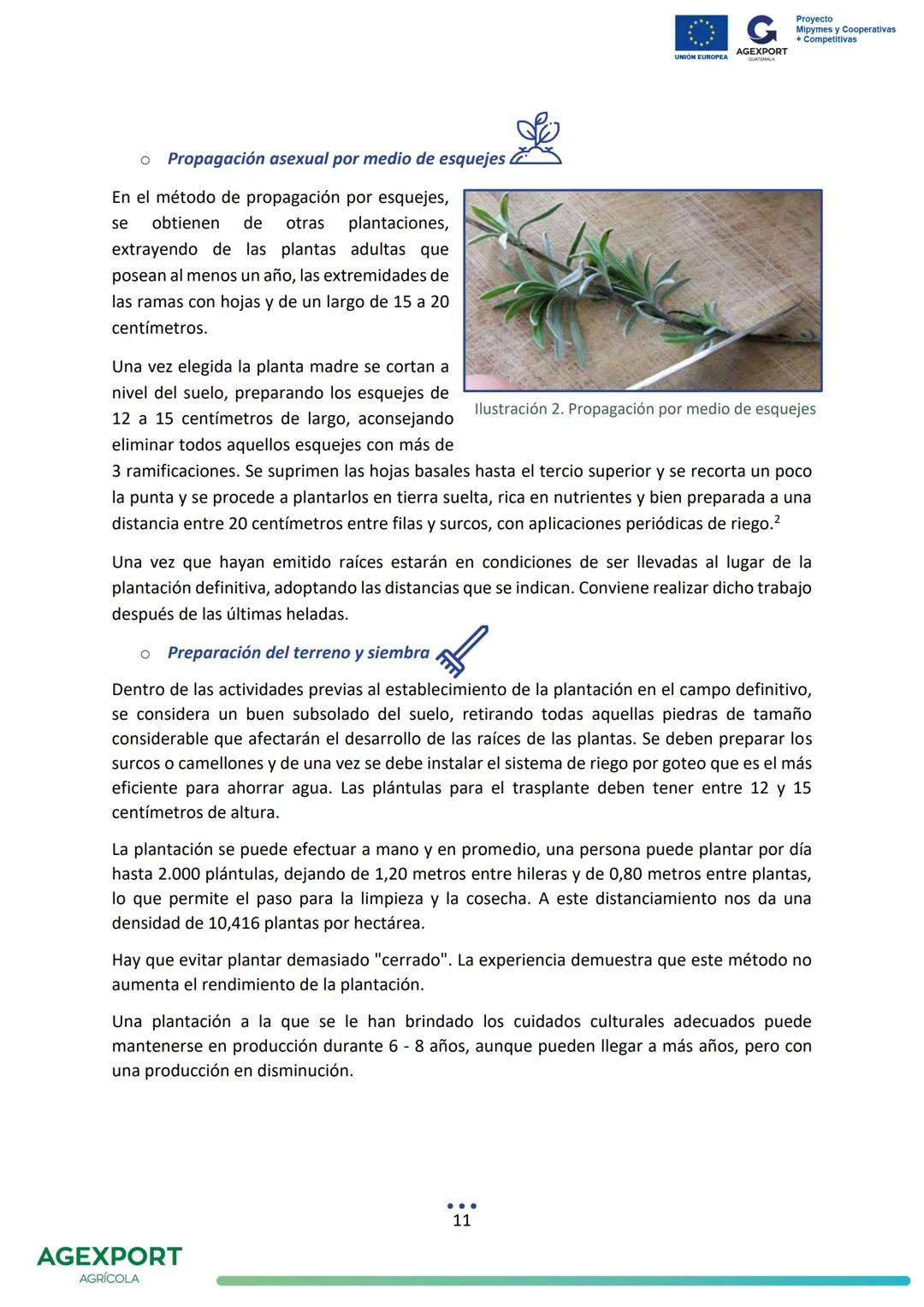G
AGEXPORT
Proyecto
Mipymes y Cooperativas
+ Competitivas
UNIÓN EUROPEA
GUATEMALA
Lavanda, Lavandula angustifolia
AGEXPORT
AGRÍCOLA CONTENID