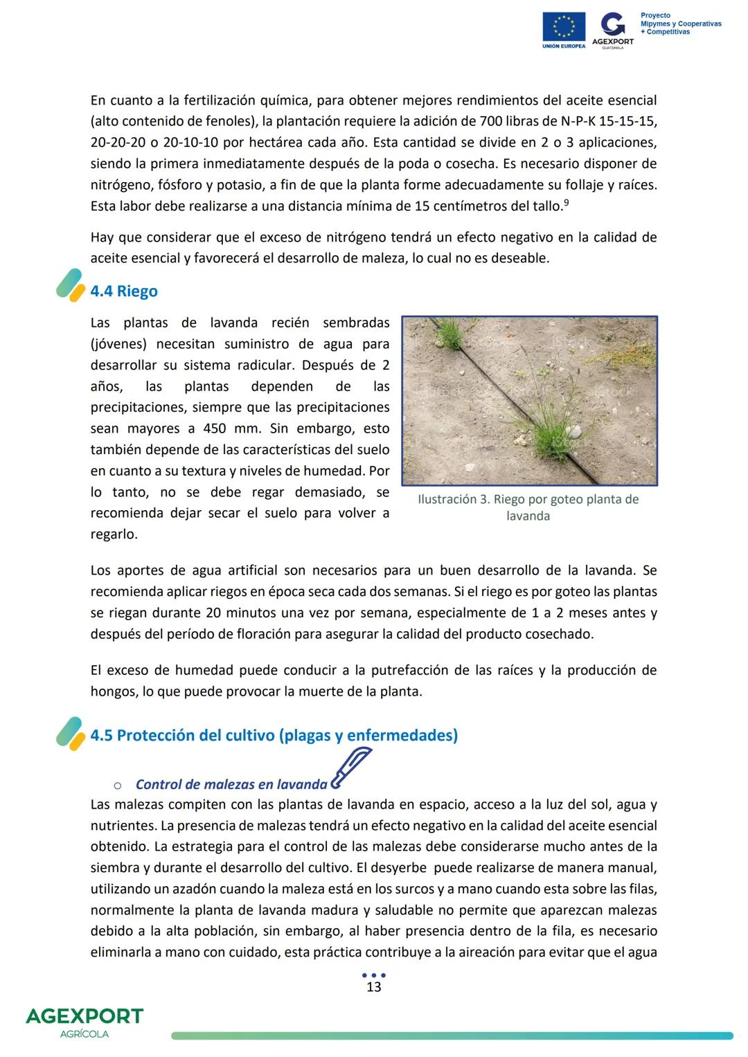 G
AGEXPORT
Proyecto
Mipymes y Cooperativas
+ Competitivas
UNIÓN EUROPEA
GUATEMALA
Lavanda, Lavandula angustifolia
AGEXPORT
AGRÍCOLA CONTENID