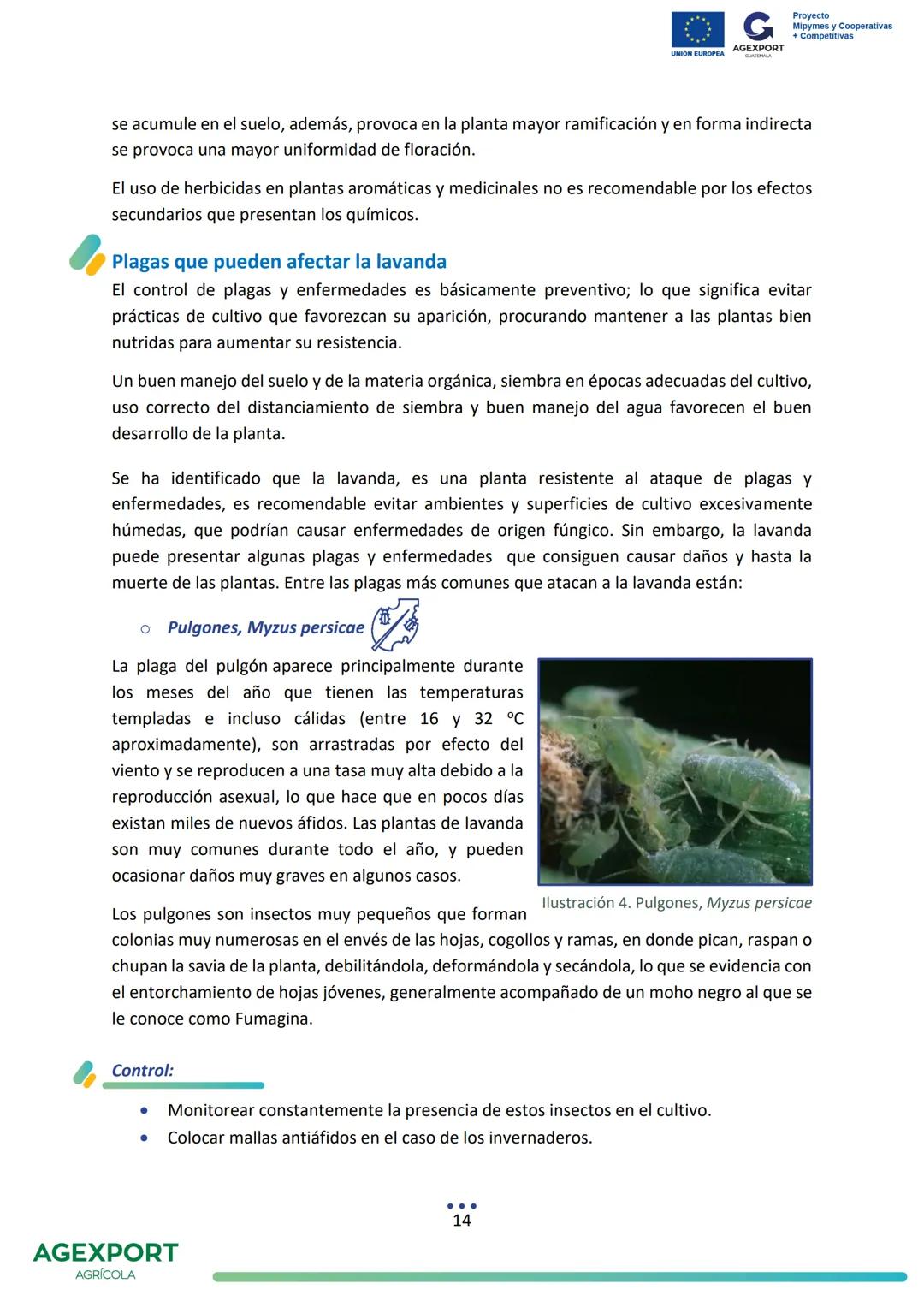 G
AGEXPORT
Proyecto
Mipymes y Cooperativas
+ Competitivas
UNIÓN EUROPEA
GUATEMALA
Lavanda, Lavandula angustifolia
AGEXPORT
AGRÍCOLA CONTENID