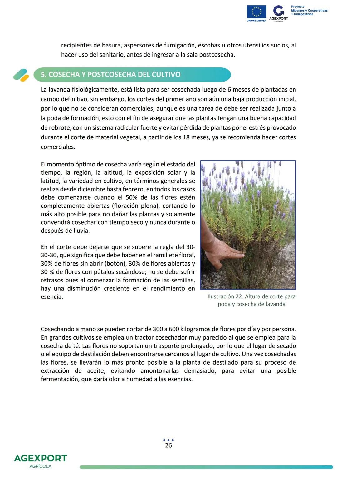 G
AGEXPORT
Proyecto
Mipymes y Cooperativas
+ Competitivas
UNIÓN EUROPEA
GUATEMALA
Lavanda, Lavandula angustifolia
AGEXPORT
AGRÍCOLA CONTENID