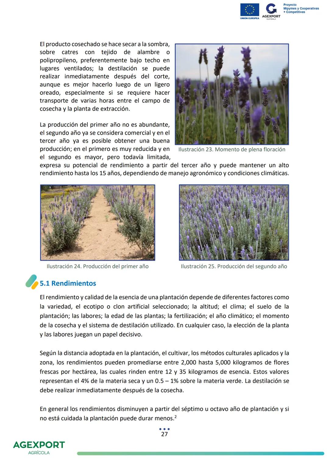 G
AGEXPORT
Proyecto
Mipymes y Cooperativas
+ Competitivas
UNIÓN EUROPEA
GUATEMALA
Lavanda, Lavandula angustifolia
AGEXPORT
AGRÍCOLA CONTENID