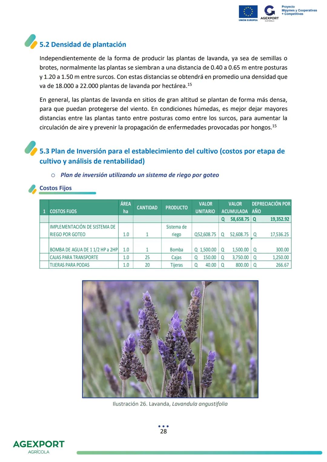 G
AGEXPORT
Proyecto
Mipymes y Cooperativas
+ Competitivas
UNIÓN EUROPEA
GUATEMALA
Lavanda, Lavandula angustifolia
AGEXPORT
AGRÍCOLA CONTENID