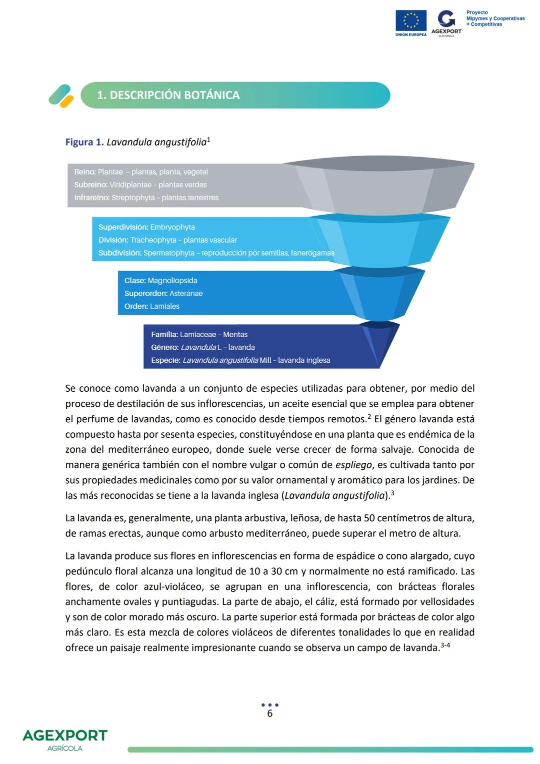 G
AGEXPORT
Proyecto
Mipymes y Cooperativas
+ Competitivas
UNIÓN EUROPEA
GUATEMALA
Lavanda, Lavandula angustifolia
AGEXPORT
AGRÍCOLA CONTENID