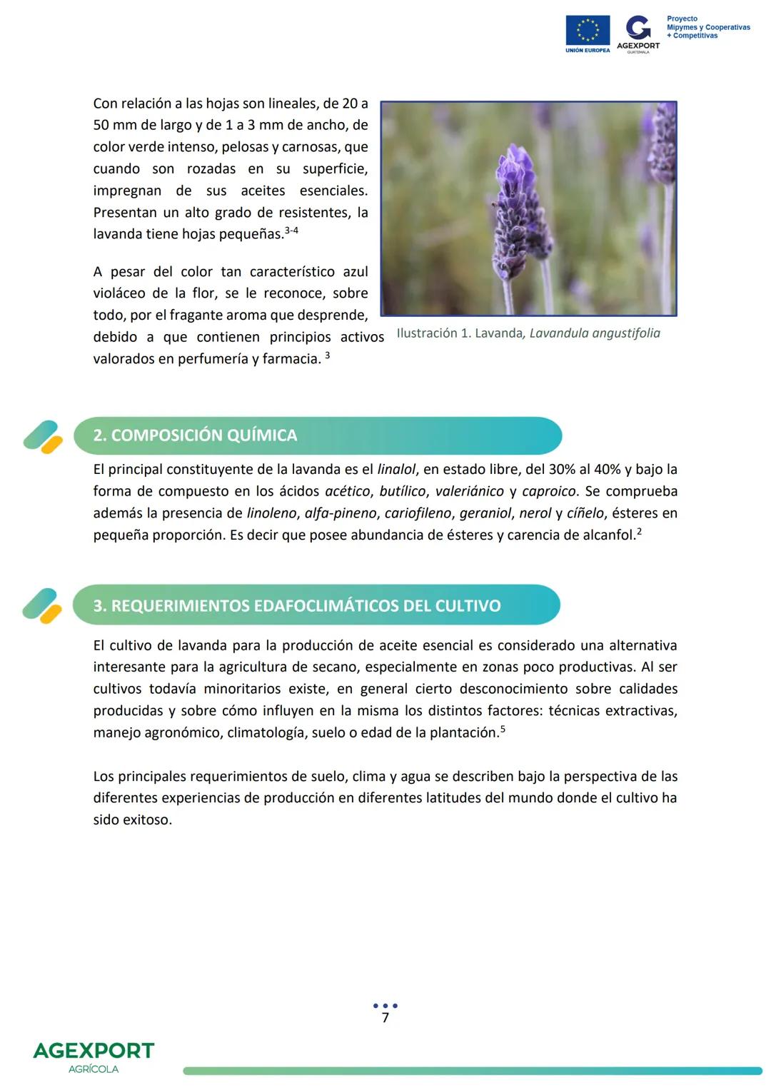 G
AGEXPORT
Proyecto
Mipymes y Cooperativas
+ Competitivas
UNIÓN EUROPEA
GUATEMALA
Lavanda, Lavandula angustifolia
AGEXPORT
AGRÍCOLA CONTENID