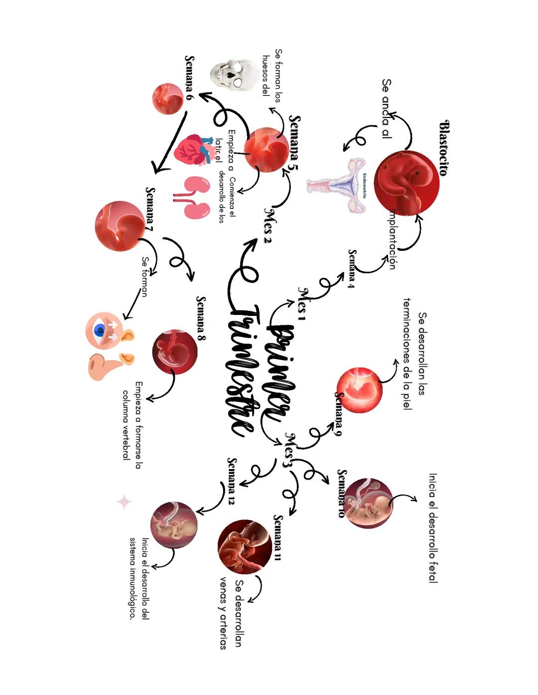 Primer trimestre de embarazo mapa mental
