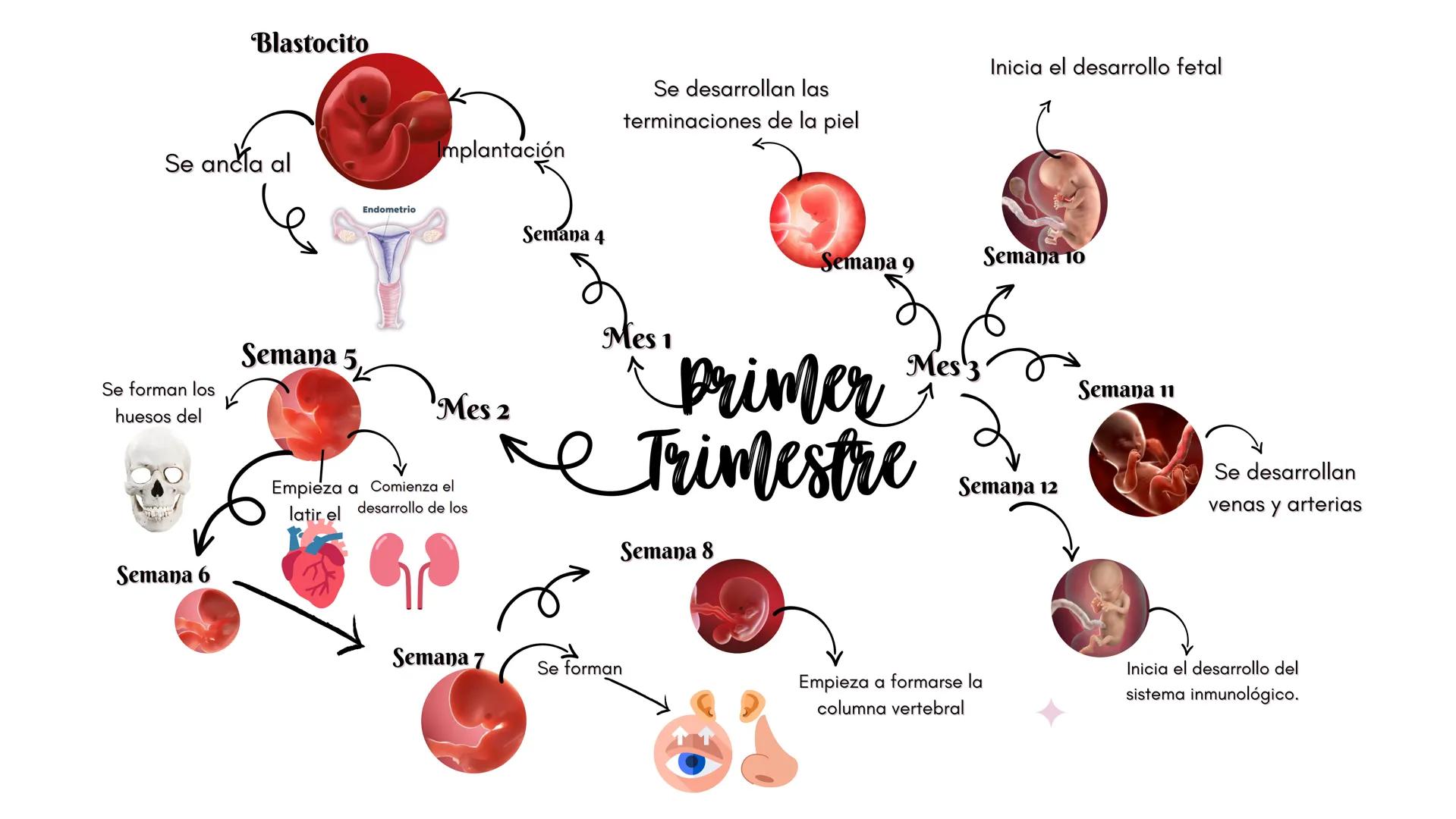 Blastocito
Se ancía al
Se forman los
huesos del
Semana 6
Semana 5
Endometrio
Se desarrollan las
terminaciones de la piel
Implantación
Mes 2