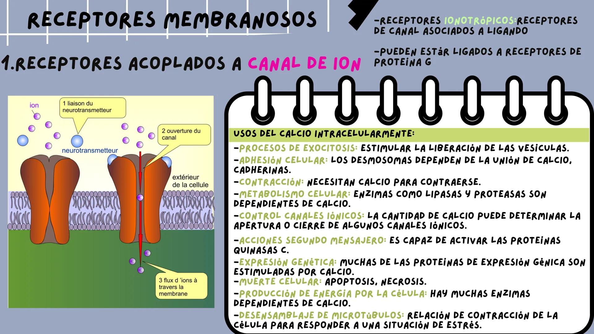 JOSÉ VALBUENA
SEÑALIZACIÓN
CELULAR
UNIVERSIDAD DEL NORTE # TIPOS DE
# SEÑALIZACIÓN
SEÑALIZACIÓN ENDOCRINA:
EL LIGANDO SE TRANSPORTA POR E