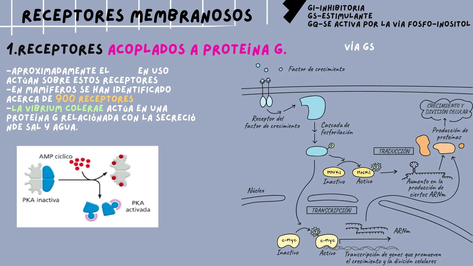 JOSÉ VALBUENA
SEÑALIZACIÓN
CELULAR
UNIVERSIDAD DEL NORTE # TIPOS DE
# SEÑALIZACIÓN
SEÑALIZACIÓN ENDOCRINA:
EL LIGANDO SE TRANSPORTA POR E