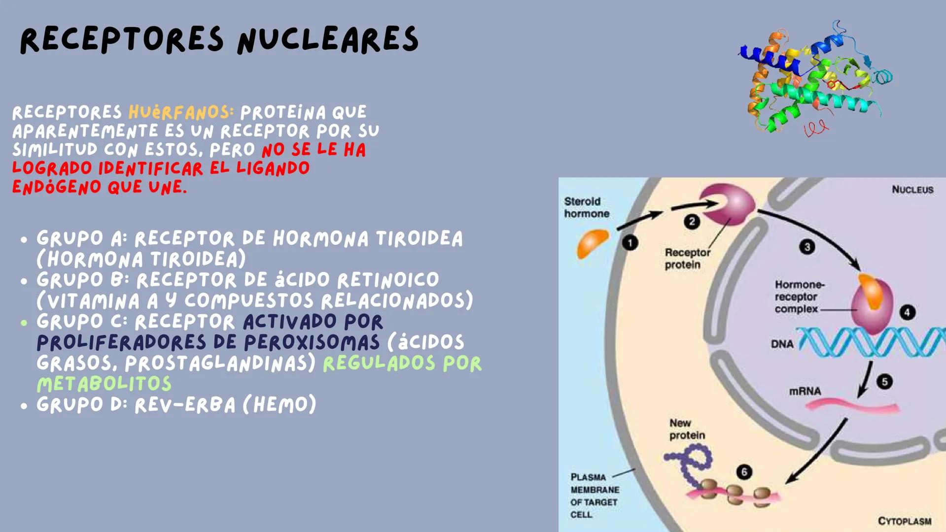 JOSÉ VALBUENA
SEÑALIZACIÓN
CELULAR
UNIVERSIDAD DEL NORTE # TIPOS DE
# SEÑALIZACIÓN
SEÑALIZACIÓN ENDOCRINA:
EL LIGANDO SE TRANSPORTA POR E