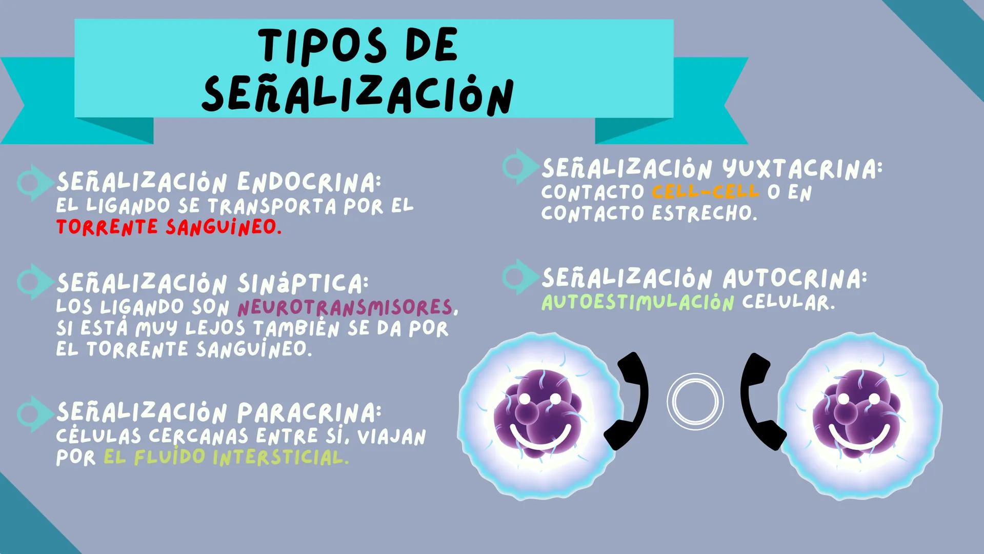 JOSÉ VALBUENA
SEÑALIZACIÓN
CELULAR
UNIVERSIDAD DEL NORTE # TIPOS DE
# SEÑALIZACIÓN
SEÑALIZACIÓN ENDOCRINA:
EL LIGANDO SE TRANSPORTA POR E