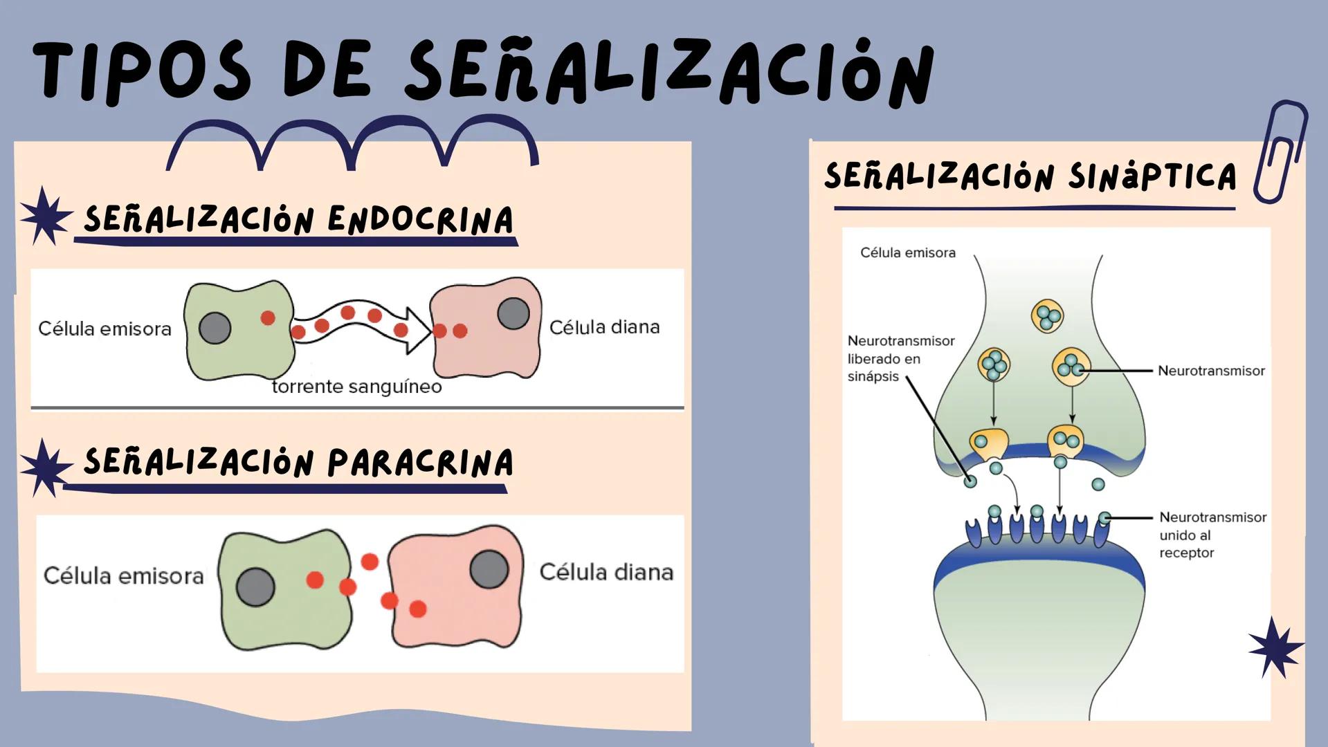 JOSÉ VALBUENA
SEÑALIZACIÓN
CELULAR
UNIVERSIDAD DEL NORTE # TIPOS DE
# SEÑALIZACIÓN
SEÑALIZACIÓN ENDOCRINA:
EL LIGANDO SE TRANSPORTA POR E