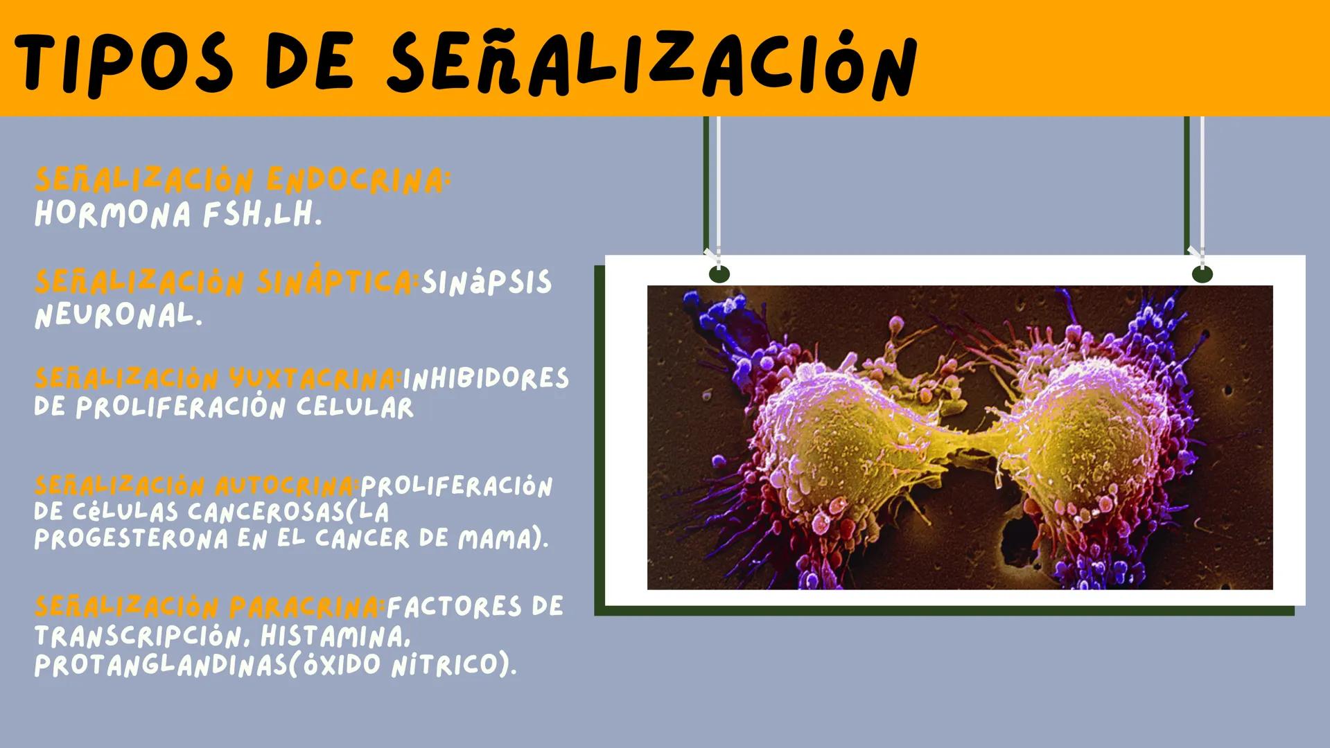 JOSÉ VALBUENA
SEÑALIZACIÓN
CELULAR
UNIVERSIDAD DEL NORTE # TIPOS DE
# SEÑALIZACIÓN
SEÑALIZACIÓN ENDOCRINA:
EL LIGANDO SE TRANSPORTA POR E
