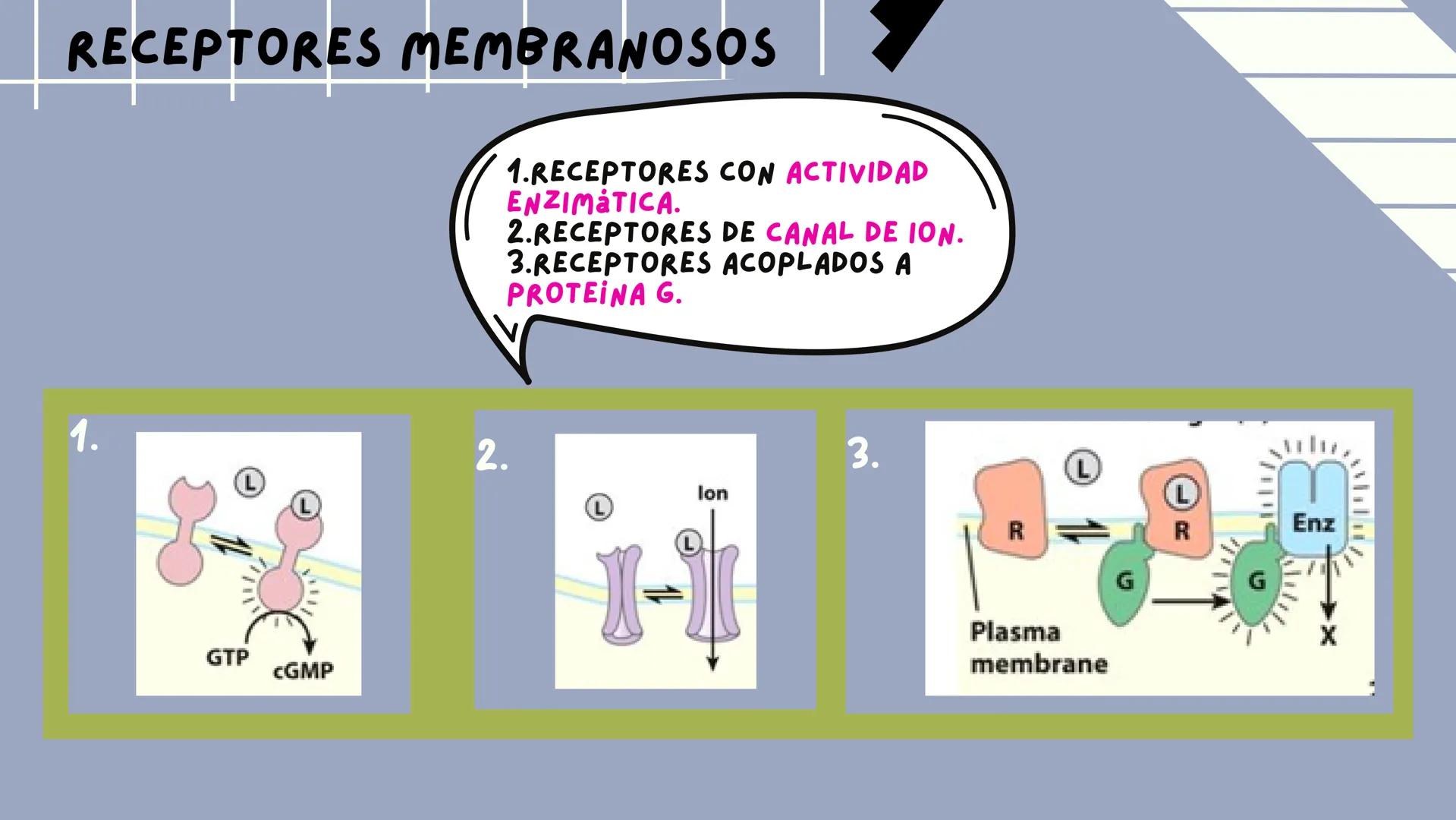 JOSÉ VALBUENA
SEÑALIZACIÓN
CELULAR
UNIVERSIDAD DEL NORTE # TIPOS DE
# SEÑALIZACIÓN
SEÑALIZACIÓN ENDOCRINA:
EL LIGANDO SE TRANSPORTA POR E