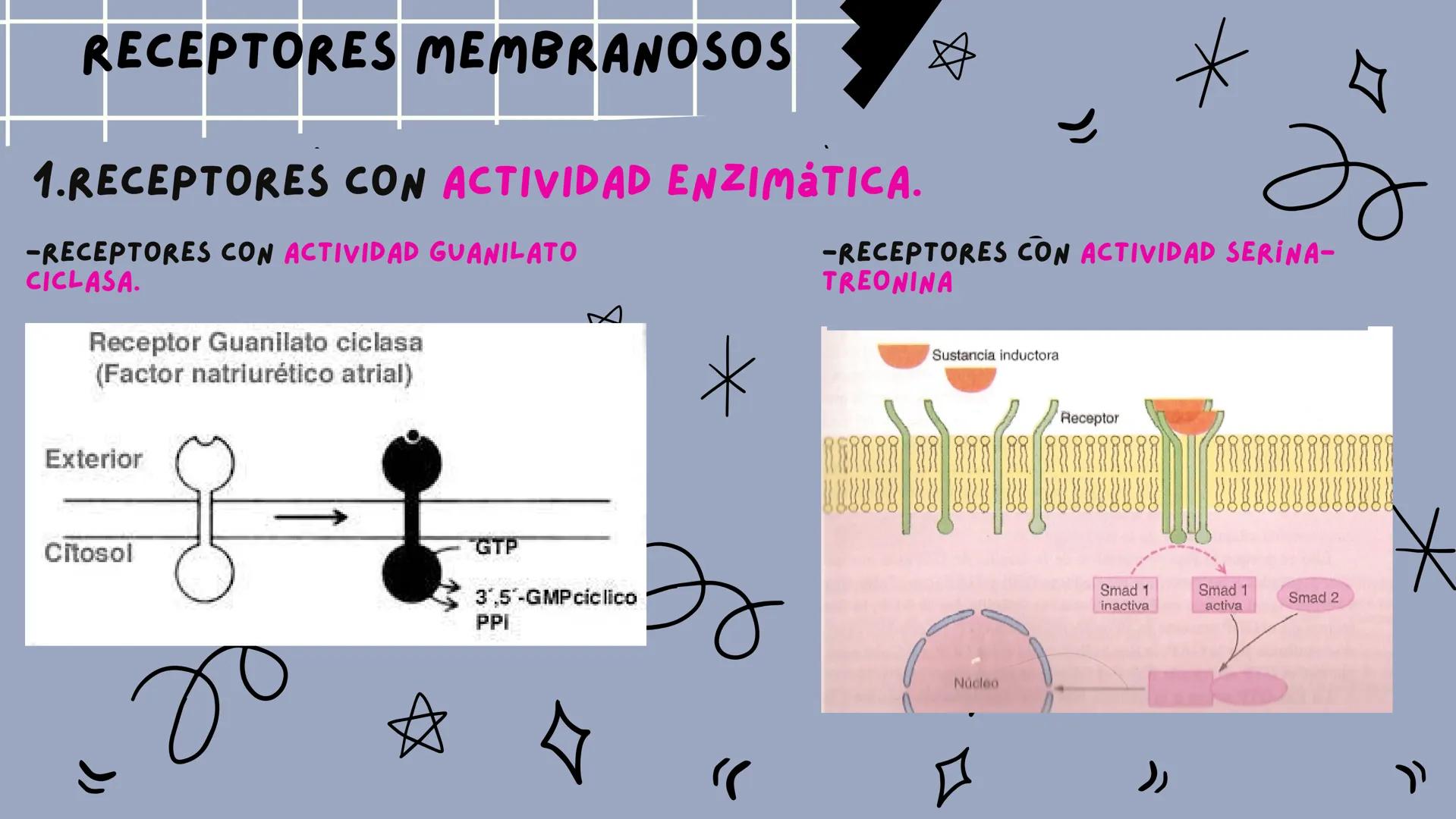JOSÉ VALBUENA
SEÑALIZACIÓN
CELULAR
UNIVERSIDAD DEL NORTE # TIPOS DE
# SEÑALIZACIÓN
SEÑALIZACIÓN ENDOCRINA:
EL LIGANDO SE TRANSPORTA POR E