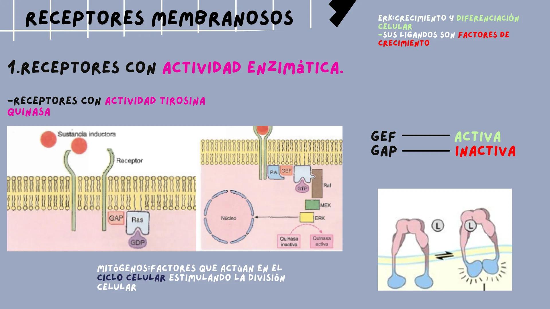 JOSÉ VALBUENA
SEÑALIZACIÓN
CELULAR
UNIVERSIDAD DEL NORTE # TIPOS DE
# SEÑALIZACIÓN
SEÑALIZACIÓN ENDOCRINA:
EL LIGANDO SE TRANSPORTA POR E