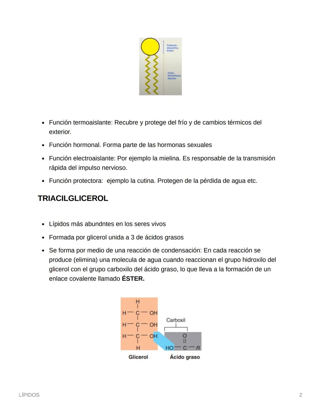 LÍPIDOS
LÍPIDOS
Son la segunda fuente de energía del cuerpo humano
La mayoría son anfipáticos
• Compuestos ternarios (CHO) Aunque muy poco O