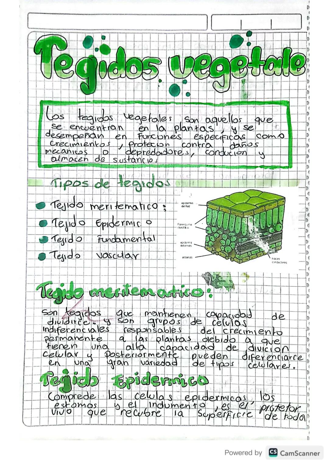 Tegidos vegetale
Los tegidas vegetales son aquellos que
en la plantas
se encuentran
desempeñan en
Crecimientos, Protecion
mecanicos
yse
daño