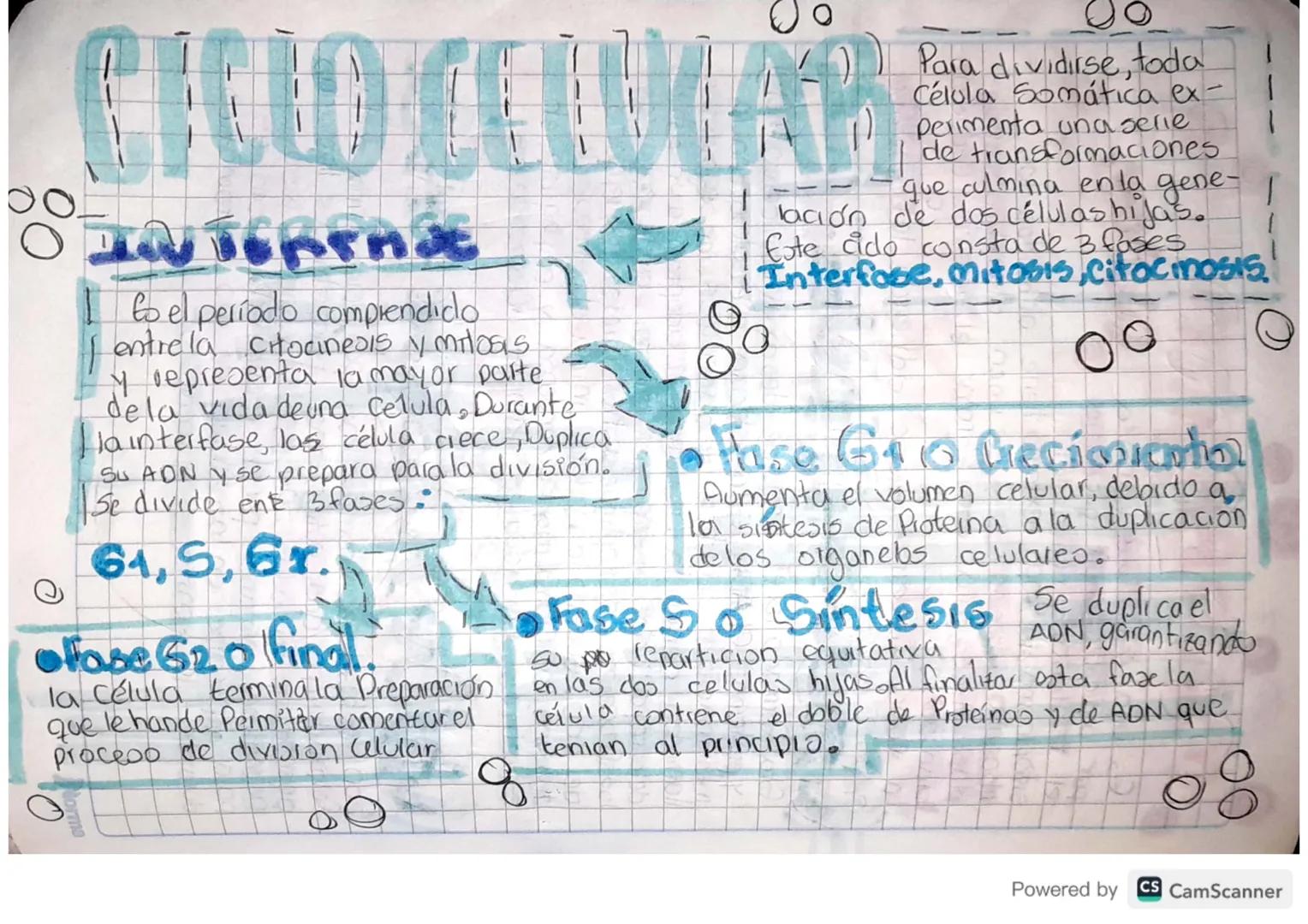 00
# CICIO CELULAR
1
# Interfase
I to el período comprendido
I entre la citoanesis y milosis
y representa la mayor parte
dela vida de una ce