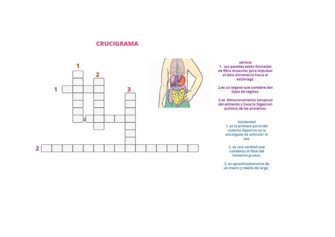 Crucigrama del sistema digestivo
