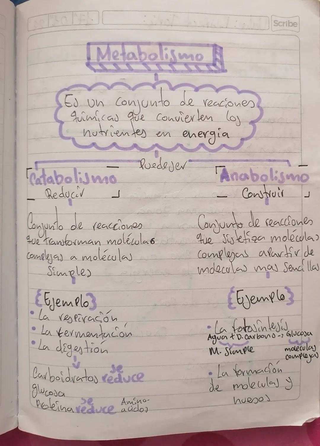 Metabolismo
Ed un conjunto de reaciones.
quimicas que convierten loj
nutrientes en
Scribe
energia
Puedejer
Catabolismo
Anabolismo
Reduciv
J