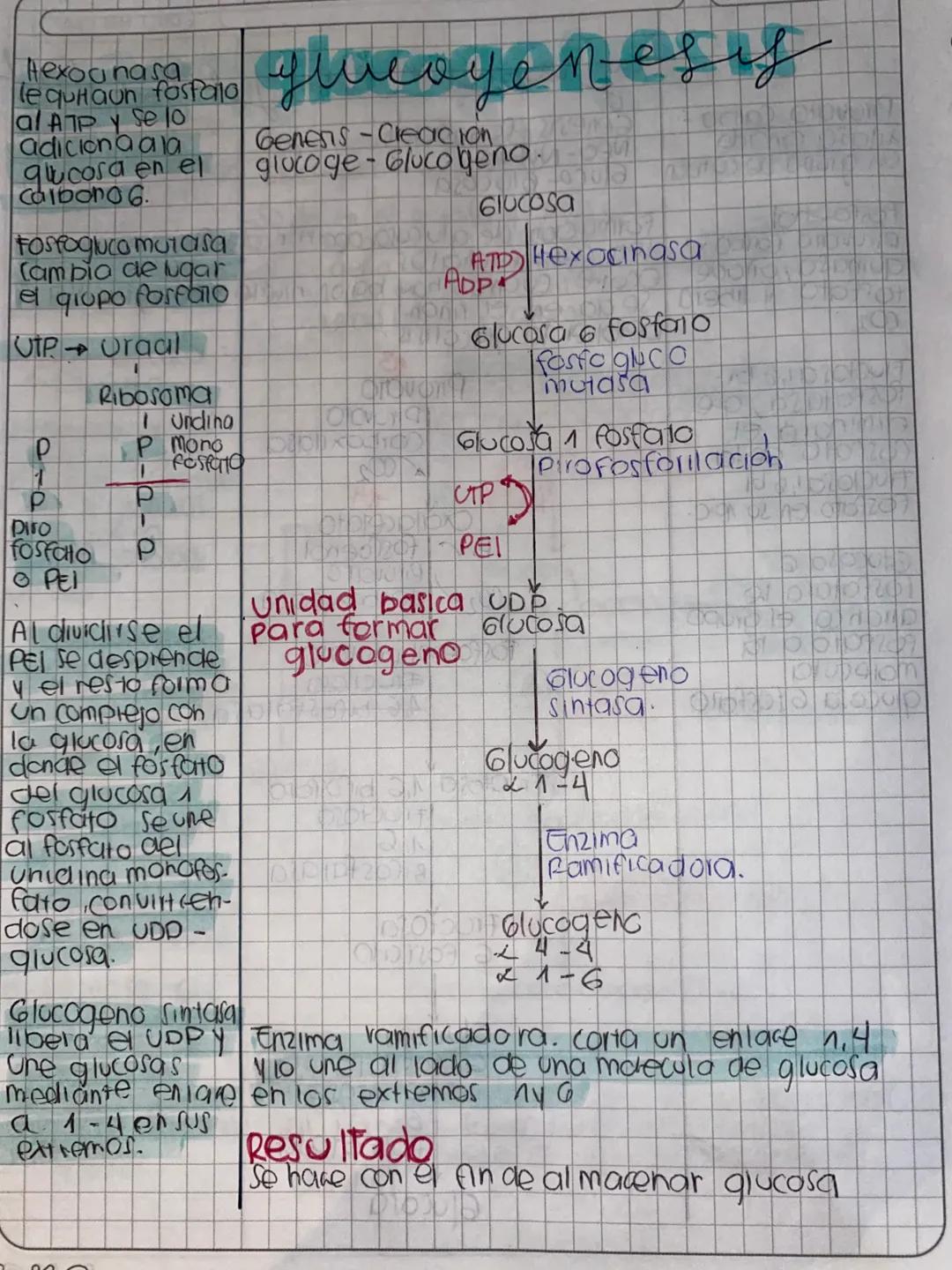 DDMM AA
# Glase de
# METABOLISMO
- Metabolismo la suma de todas las reacciones
quimicas que se llevon acabo dentia de la célula
- Anabolismo