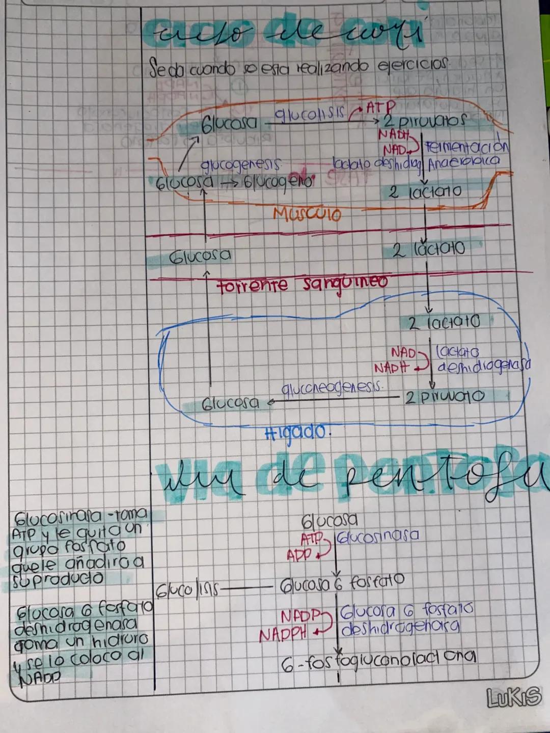 DDMM AA
# Glase de
# METABOLISMO
- Metabolismo la suma de todas las reacciones
quimicas que se llevon acabo dentia de la célula
- Anabolismo