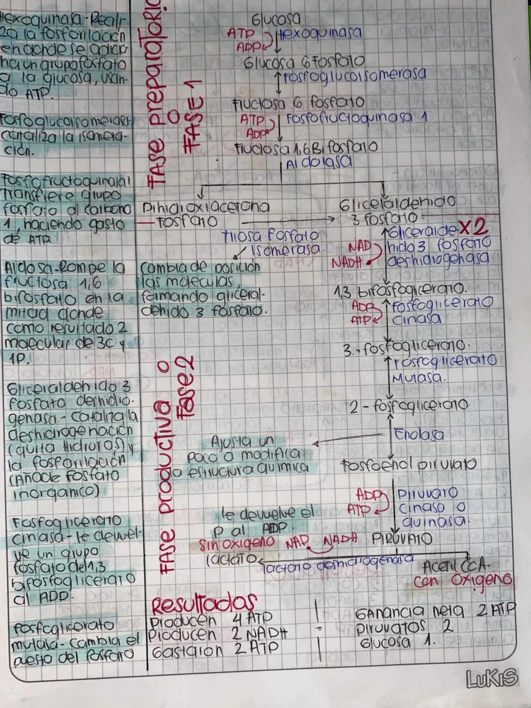 DDMM AA
# Glase de
# METABOLISMO
- Metabolismo la suma de todas las reacciones
quimicas que se llevon acabo dentia de la célula
- Anabolismo