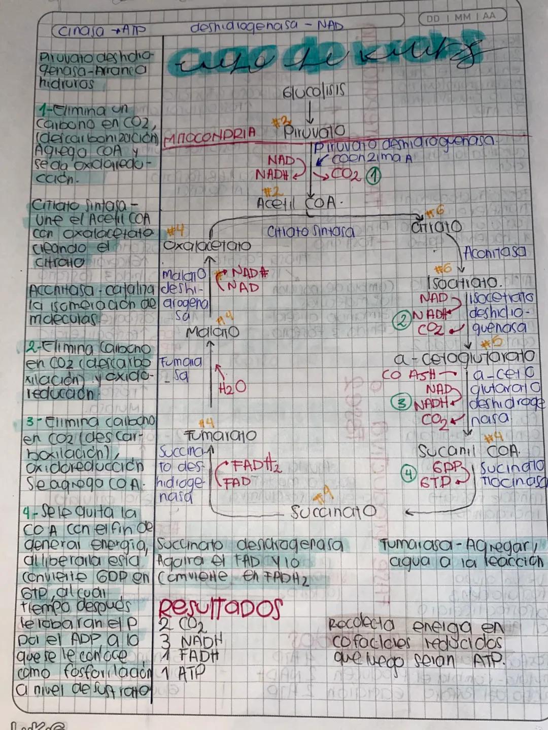 DDMM AA
# Glase de
# METABOLISMO
- Metabolismo la suma de todas las reacciones
quimicas que se llevon acabo dentia de la célula
- Anabolismo