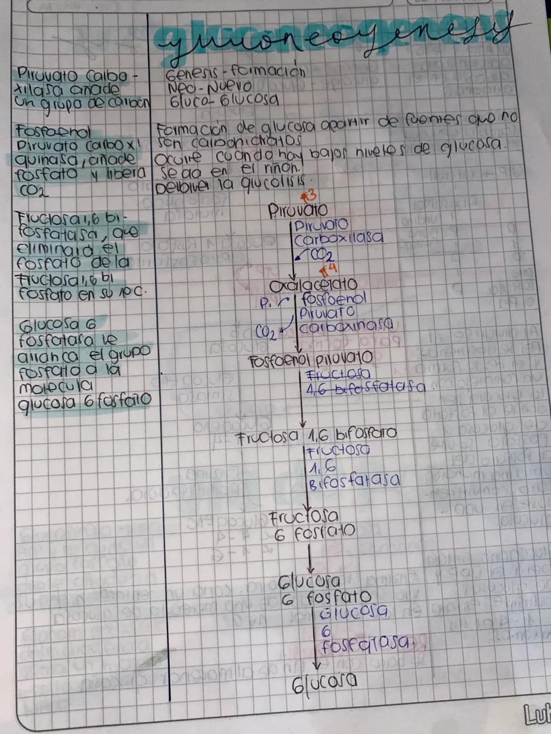 DDMM AA
# Glase de
# METABOLISMO
- Metabolismo la suma de todas las reacciones
quimicas que se llevon acabo dentia de la célula
- Anabolismo