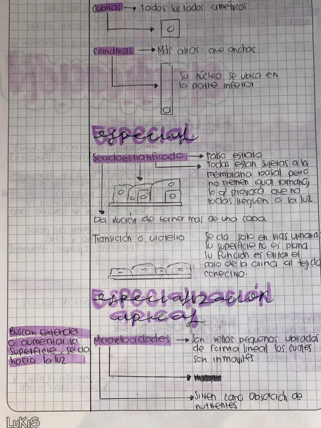 # Histologia
conjunto de celulas que funcionan
en forma colectiva.
Basicos
- Ephelial
- Conjuntivo O Conectivo
- Muscular
- Nervioso
TEJI
