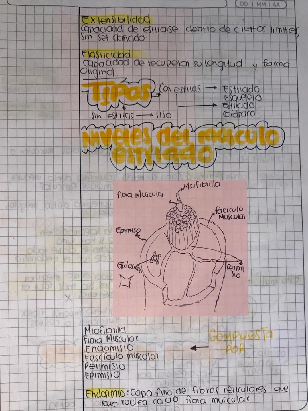 Tejido
DD IMMI AA
Homeostasis: Capaa- Contribuye a la homeostasis
dad de mantener provoca movimientos corporales
el estado de Desplaza susta