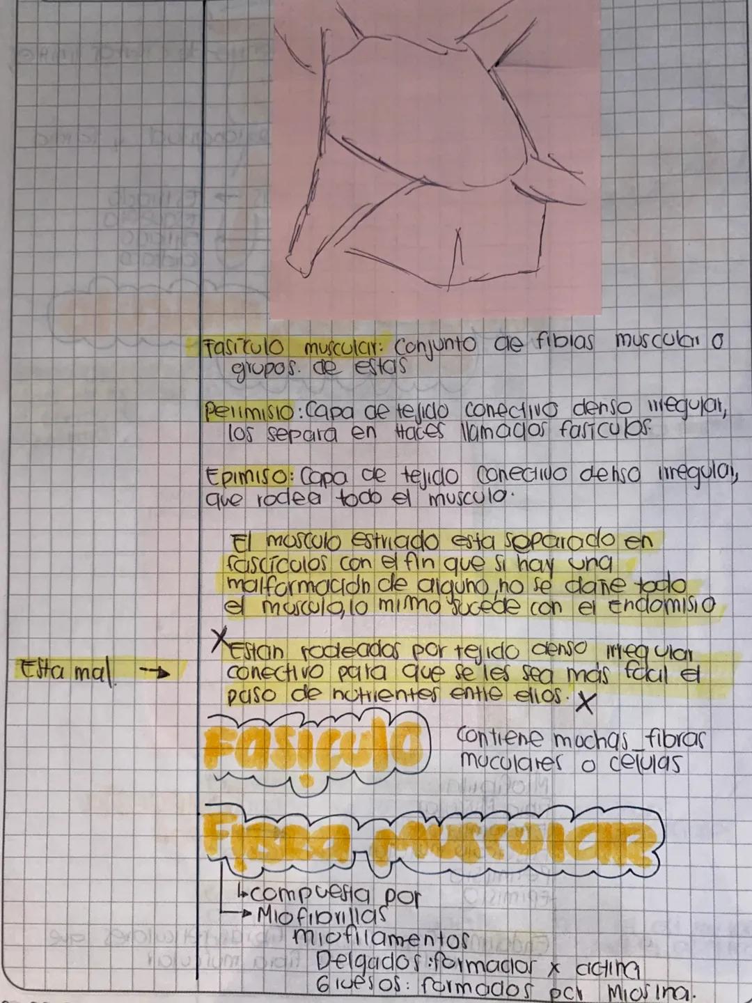 Tejido
DD IMMI AA
Homeostasis: Capaa- Contribuye a la homeostasis
dad de mantener provoca movimientos corporales
el estado de Desplaza susta