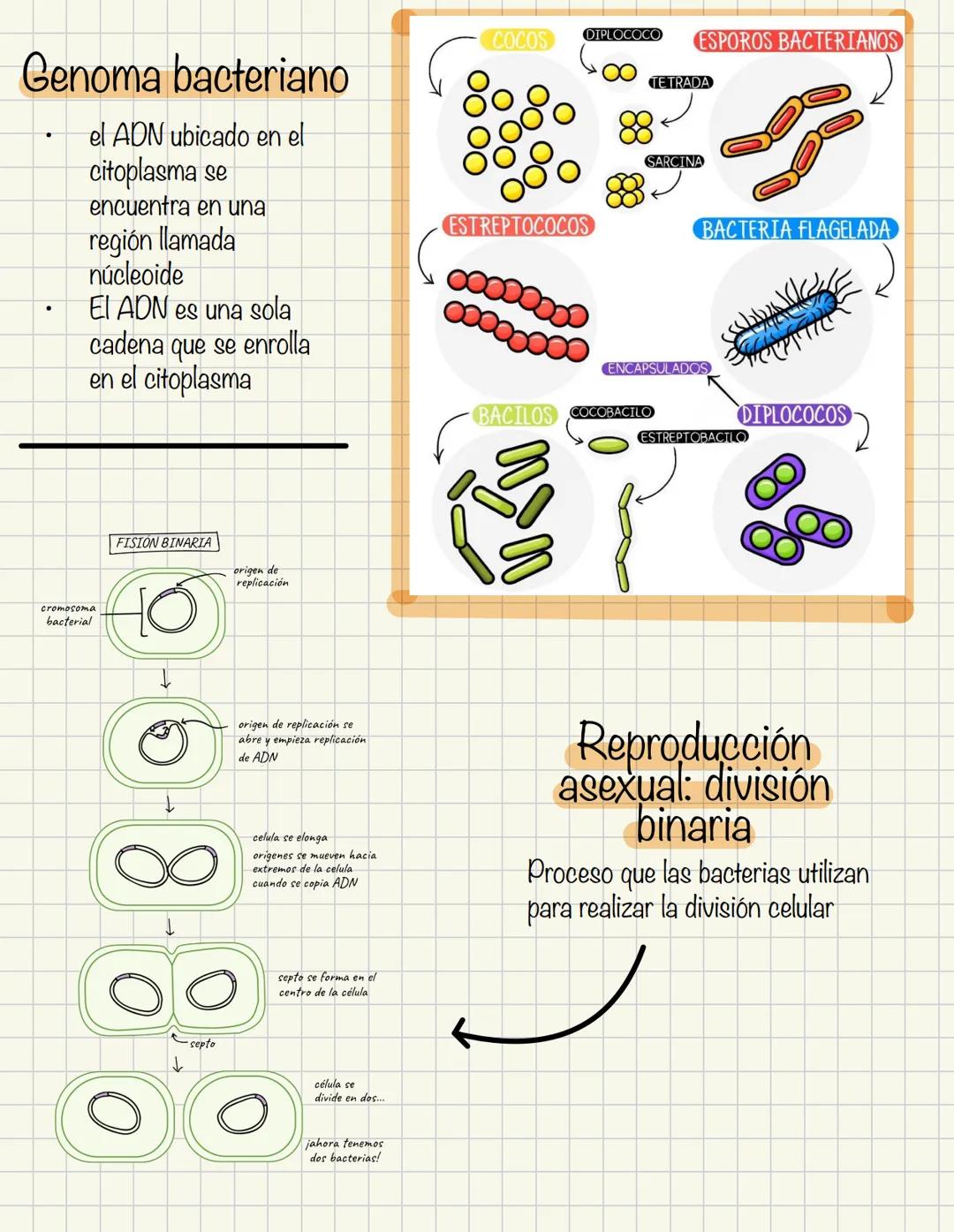 Teoría de la endosimbiosis = propone que ia
mitocondra el cloroplaste fueron una vez ídolos
procariotas, que vivieron dentro de células
hués
