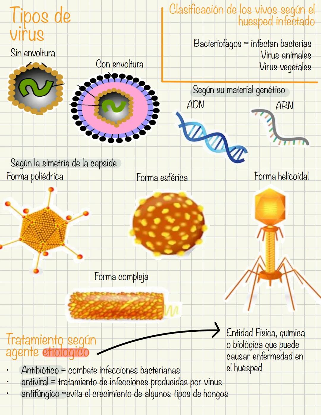 Teoría de la endosimbiosis = propone que ia
mitocondra el cloroplaste fueron una vez ídolos
procariotas, que vivieron dentro de células
hués