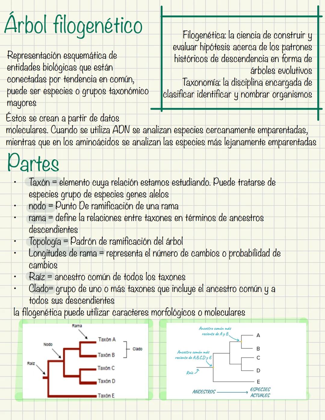 Evolución molecular
Estudio de los cambios en secuencias de ADN y proteínas a lo largo del tiempo, y como
estos cambios contribuyen a la div