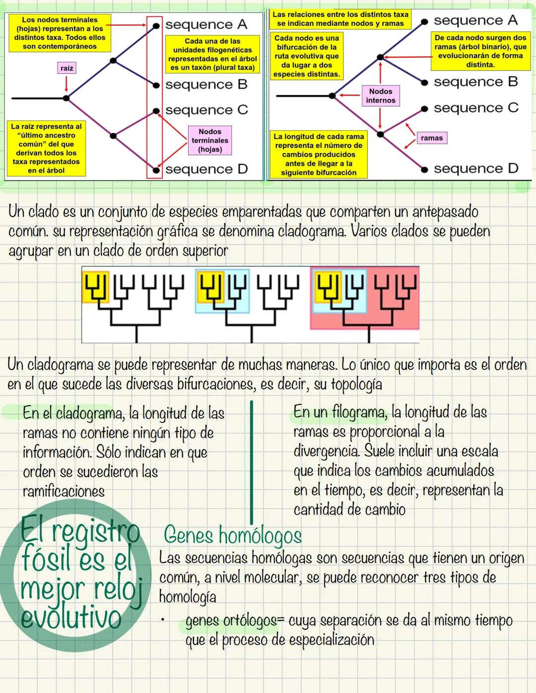 Evolución molecular
Estudio de los cambios en secuencias de ADN y proteínas a lo largo del tiempo, y como
estos cambios contribuyen a la div