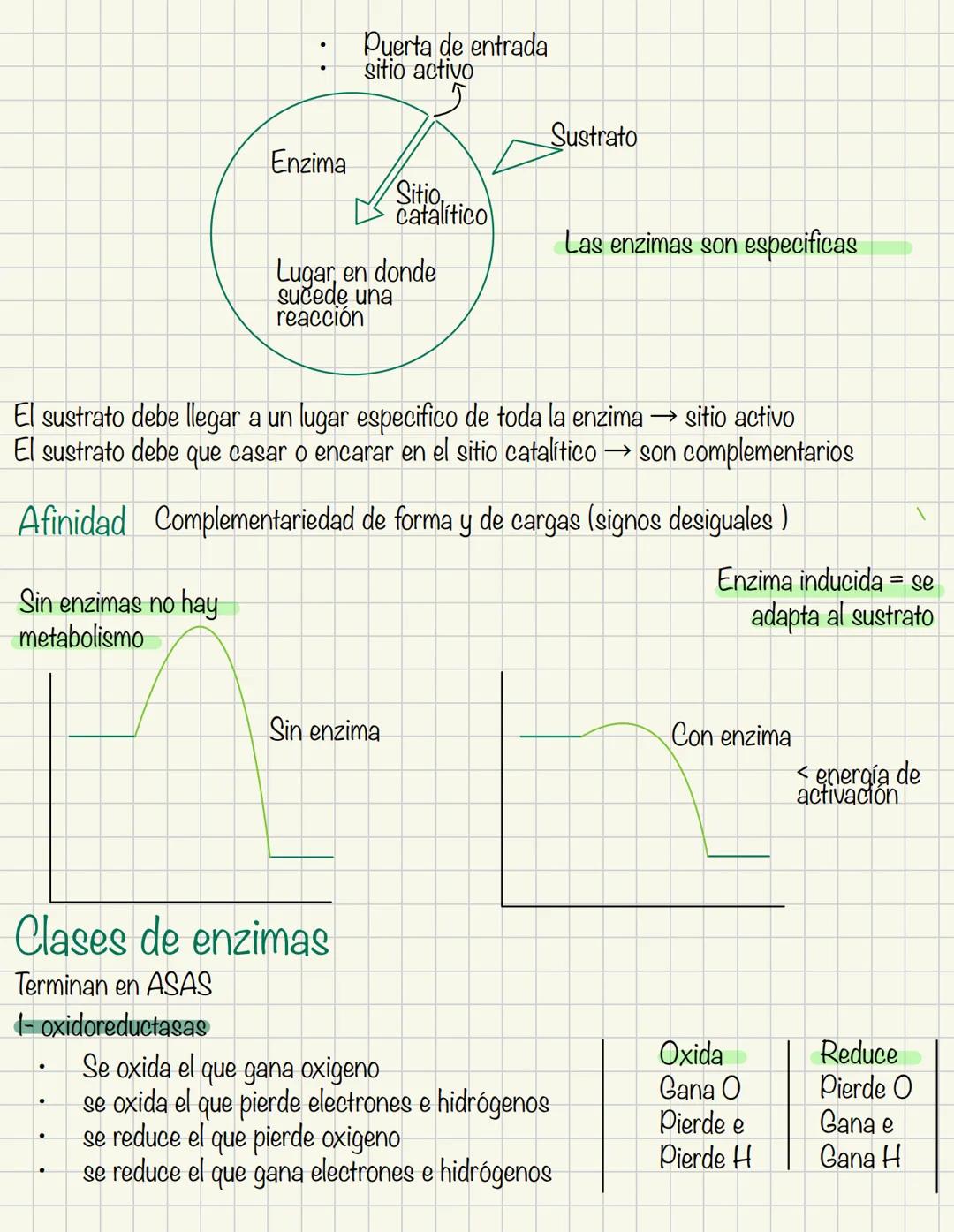 Enzimas
Proteínas catalíticas son catalizadores naturales
A+B
Reactivos
C+D
Productos
Cuando hablamos de enzimas los reactivos
se llaman sus