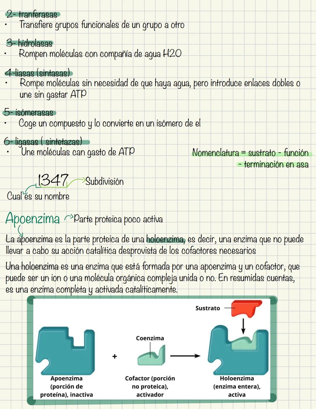 Enzimas
Proteínas catalíticas son catalizadores naturales
A+B
Reactivos
C+D
Productos
Cuando hablamos de enzimas los reactivos
se llaman sus