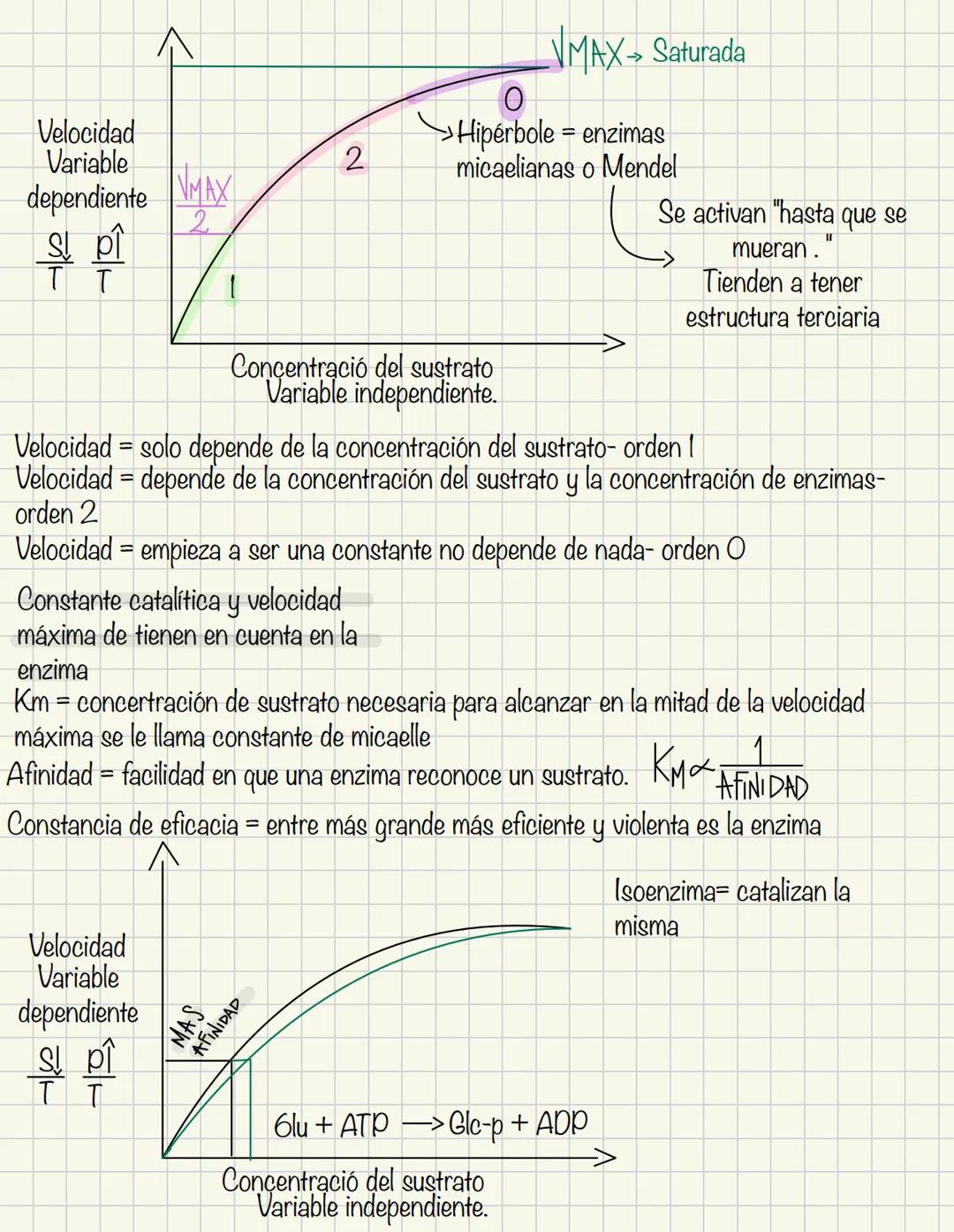 Enzimas
Proteínas catalíticas son catalizadores naturales
A+B
Reactivos
C+D
Productos
Cuando hablamos de enzimas los reactivos
se llaman sus