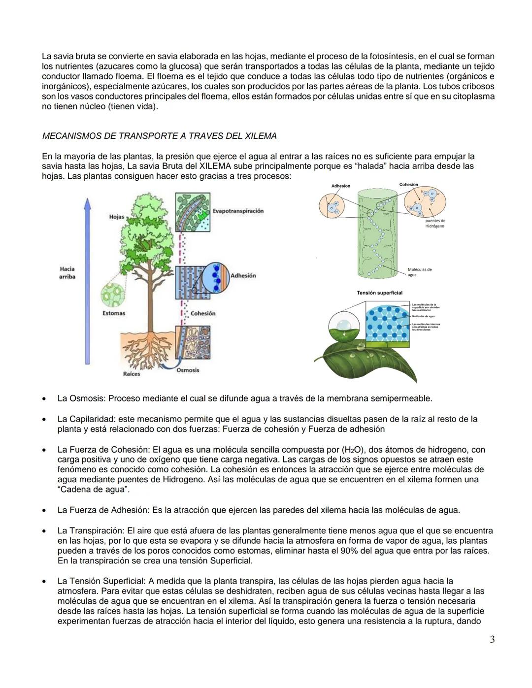 Institución Educativa Municipal
ESCUELA NORMAL SUPERIOR DE PASTO
GUIA
Código: GA-056
Versión: 4
Página 1 de 5
AÑO ESCOLAR
NIVEL
DIMENSION/AR