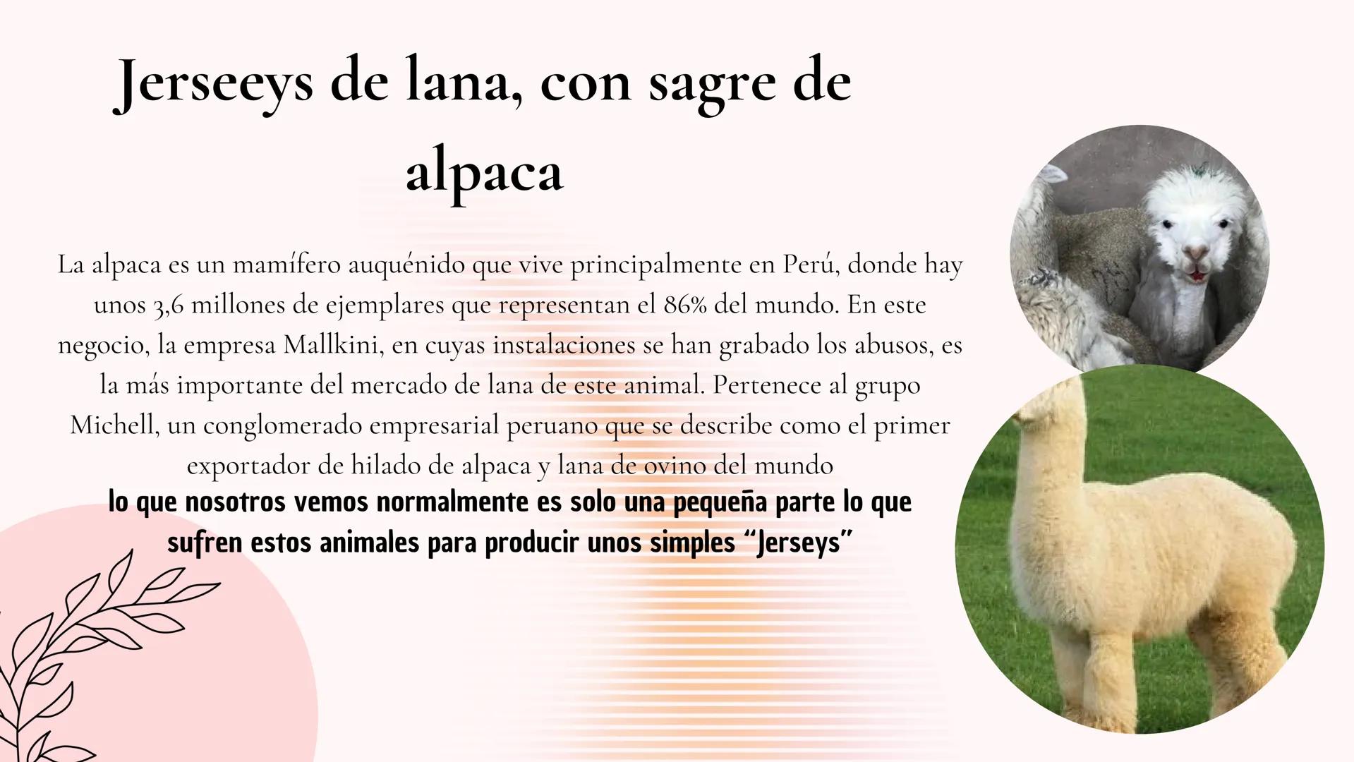 ¿QUE ES LA LANA?
♡ Que es la lana
La lana es una fibra animal obtenida de
animales como la oveja, la llama, la vicuña y la
alpaca mediante u